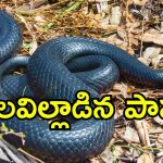 Snake Dies After Bite: చనిపోయిన విష సర్పం..మనిషిని కాటేసిన 5 నిమిషాల్లోనే.. అతడి రక్తంలో ఏముందంటే