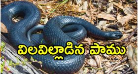 Snake Dies After Bite: చనిపోయిన విష సర్పం..మనిషిని కాటేసిన 5 నిమిషాల్లోనే.. అతడి రక్తంలో ఏముందంటే