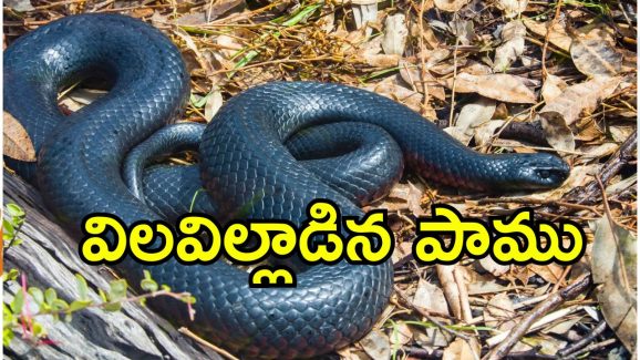 Snake Dies After Bite: చనిపోయిన విష సర్పం..మనిషిని కాటేసిన 5 నిమిషాల్లోనే.. అతడి రక్తంలో ఏముందంటే