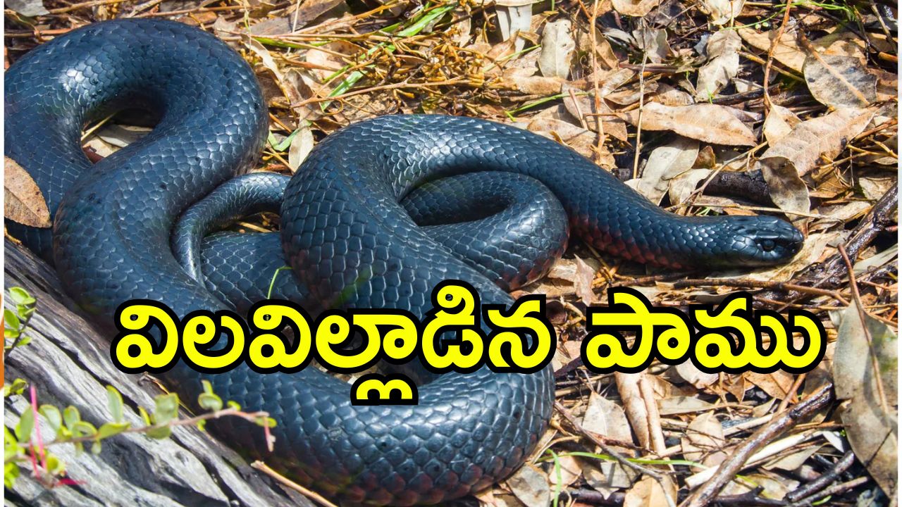 Snake Dies After Bite: చనిపోయిన విష సర్పం..మనిషిని కాటేసిన 5 నిమిషాల్లోనే.. అతడి రక్తంలో ఏముందంటే
