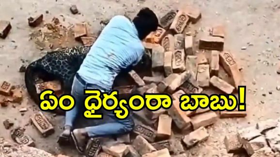 Leopard Viral Video: చిరుత భయంతో అందరూ పారిపోతుండగా.. ఒట్టి చేతులతో పోరాడిన ఒకే ఒక్కడు