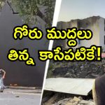 Plane Crash Victim Story: చెట్టు కింద నిద్రిస్తున్న బిడ్డపై పడ్డ విమానం.. తప్పించుకున్న తల్లి, గుండె బరువెక్కించే ఘటన