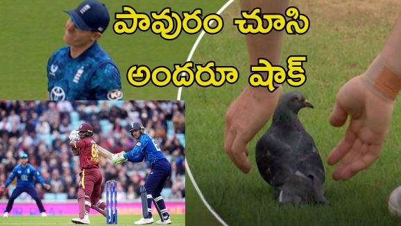 Pigeon Halts Cricket: క్రికెట్ మ్యాచ్‌ను నిలిపేసిన పావురం.. ఫీల్డింగ్ చేసిన పక్షులు