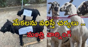 Bakrid Animal Sacrifice: బక్రీద్ వేళ జంతు వధ వద్దు.. ముస్లింలకు హిందూ మత సంస్థ అపీల్