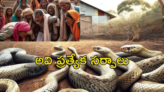 100 Snakes In House: అర్ధరాత్రి కలకలం.. రైతు ఇంట్లో 100 పాములు.. గ్రామస్తులు ఎంత తప్పు చేశారంటే?