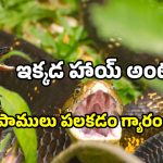 Rare Snakes in AP: ఈ అడవిలో వింత సర్పాలు.. ఎక్కడో కాదు ఇక్కడే.. చూస్తే మాత్రం భడేల్.. ధడేల్!