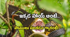 Rare Snakes in AP: ఈ అడవిలో వింత సర్పాలు.. ఎక్కడో కాదు ఇక్కడే.. చూస్తే మాత్రం భడేల్.. ధడేల్!