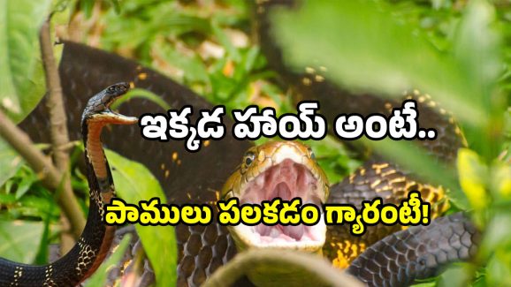 Rare Snakes in AP: ఈ అడవిలో వింత సర్పాలు.. ఎక్కడో కాదు ఇక్కడే.. చూస్తే మాత్రం భడేల్.. ధడేల్!