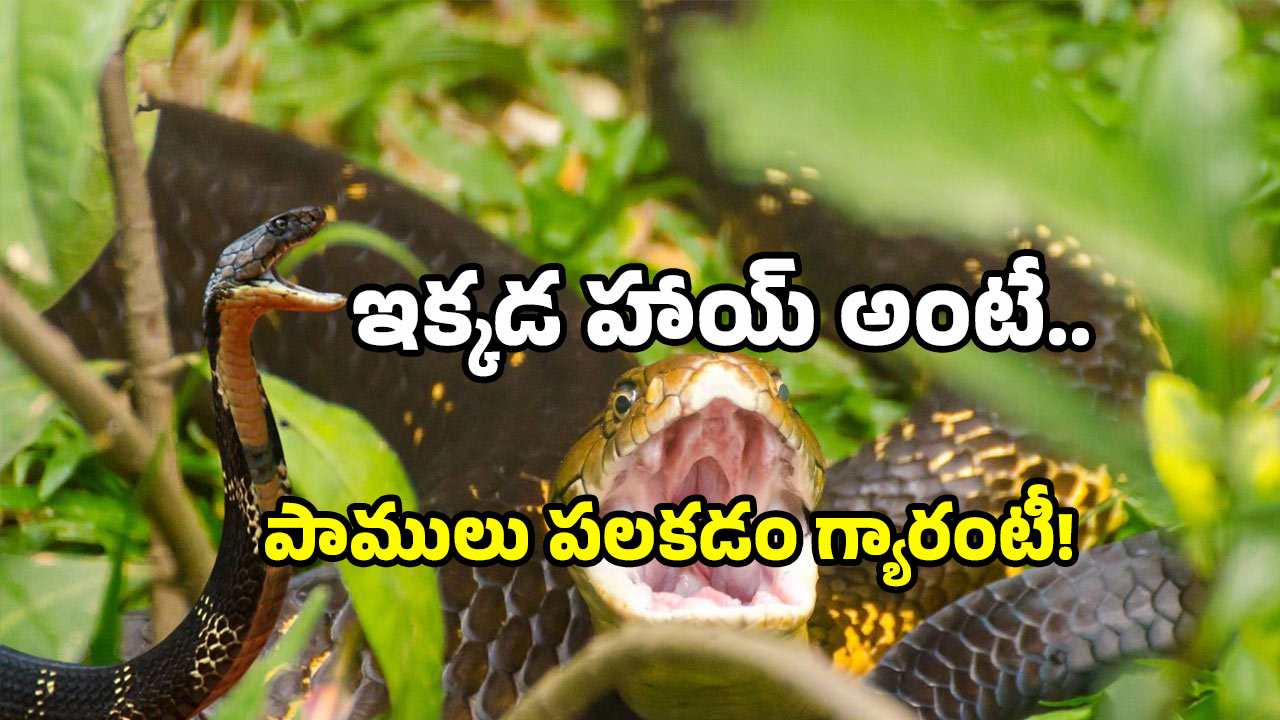 Rare Snakes in AP: ఈ అడవిలో వింత సర్పాలు.. ఎక్కడో కాదు ఇక్కడే.. చూస్తే మాత్రం భడేల్.. ధడేల్!