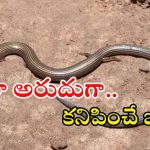 Seshachalam: మన శేషాచలం అడవుల్లో అరుదైన జీవి.. సోషల్ మీడియాలో వైరల్