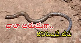 Seshachalam: మన శేషాచలం అడవుల్లో అరుదైన జీవి.. సోషల్ మీడియాలో వైరల్