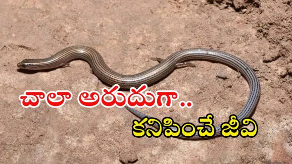 Seshachalam: మన శేషాచలం అడవుల్లో అరుదైన జీవి.. సోషల్ మీడియాలో వైరల్