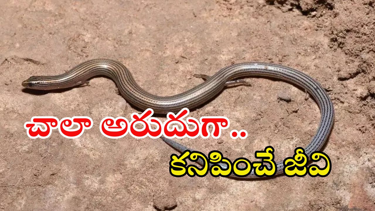 Seshachalam: మన శేషాచలం అడవుల్లో అరుదైన జీవి.. సోషల్ మీడియాలో వైరల్