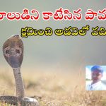 Snake News: తన కొడుకుని చంపిన నాగుపామును అడవిలో వదిలేశారు.. గ్రేట్ కదా..