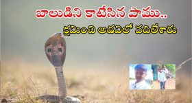 Snake News: తన కొడుకుని చంపిన నాగుపామును అడవిలో వదిలేశారు.. గ్రేట్ కదా..
