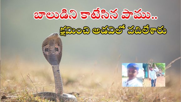 Snake News: తన కొడుకుని చంపిన నాగుపామును అడవిలో వదిలేశారు.. గ్రేట్ కదా..