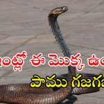 Snake News: వర్షాకాలం జాగ్రత్త.. మీ ఇంట్లో ఈ మొక్క ఉంటే పాములకు వణుకు పుట్టాల్సిందే!