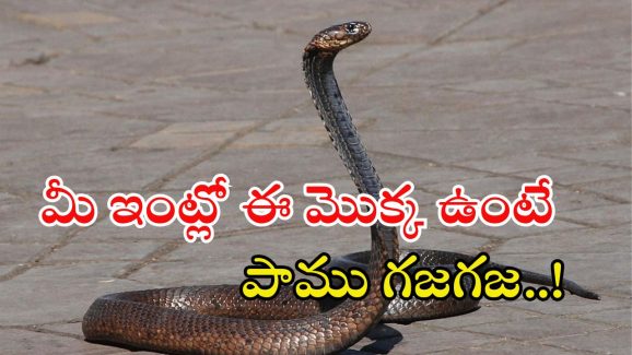 Snake News: వర్షాకాలం జాగ్రత్త.. మీ ఇంట్లో ఈ మొక్క ఉంటే పాములకు వణుకు పుట్టాల్సిందే!