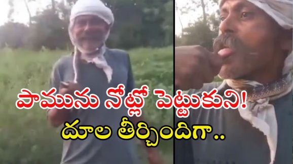 Snake Video: పాముతో చెలగాటమా.. నాలుకతో తాకుతూ.. చివరకు దూలతీర్చిందా!