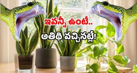 Snake Warning Signs: అజ్ఞాత శబ్దాలు? పొడవాటి చర్మం? ఇంట్లోకి అది వచ్చినట్లే.. ఇలా చేయండి!