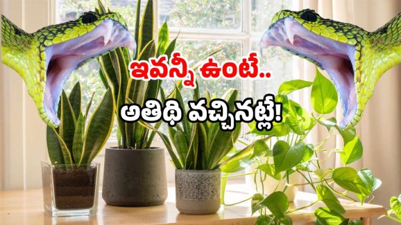 Snake Warning Signs: అజ్ఞాత శబ్దాలు? పొడవాటి చర్మం? ఇంట్లోకి అది వచ్చినట్లే.. ఇలా చేయండి!