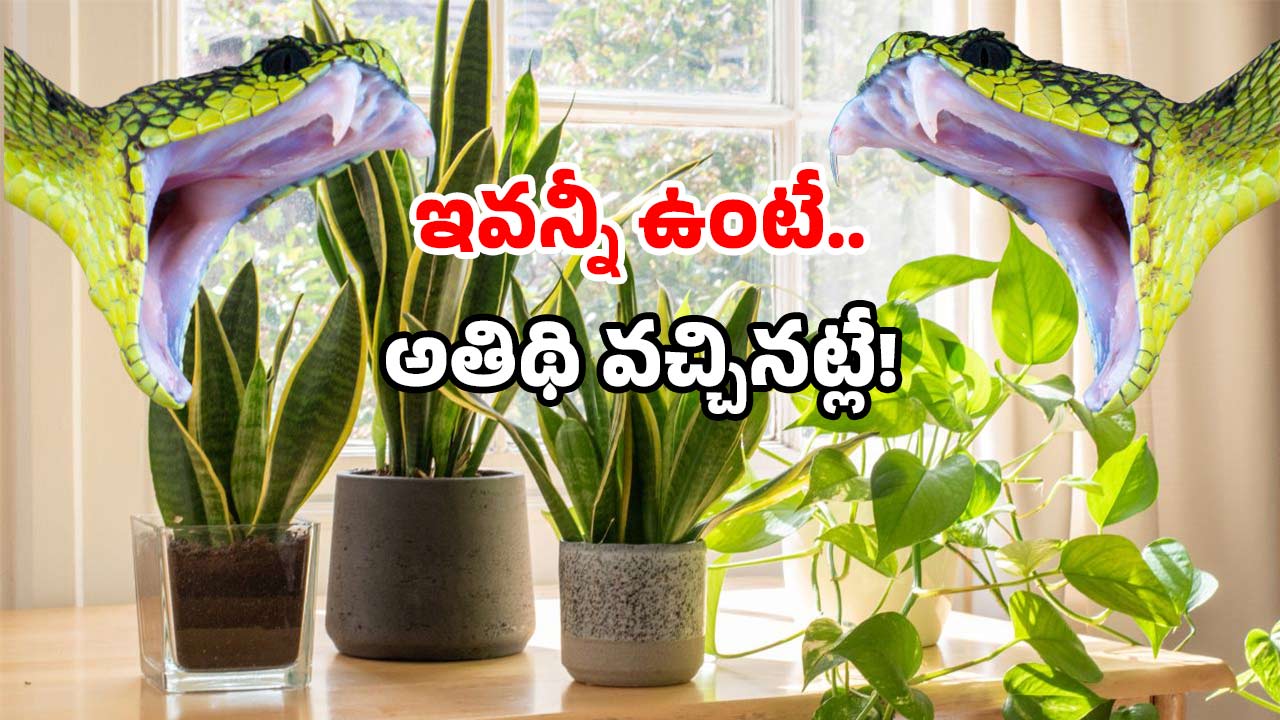 Snake Warning Signs: అజ్ఞాత శబ్దాలు? పొడవాటి చర్మం? ఇంట్లోకి అది వచ్చినట్లే.. ఇలా చేయండి!