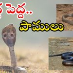 Snakes: వర్షాకాలం జాగ్రత్త.. పాములు ఇంట్లోకి రాకుండా ఉండాలంటే ఇలా చేయండి..