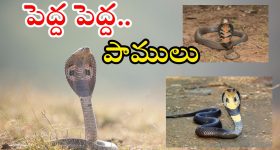 Snakes: వర్షాకాలం జాగ్రత్త.. పాములు ఇంట్లోకి రాకుండా ఉండాలంటే ఇలా చేయండి..