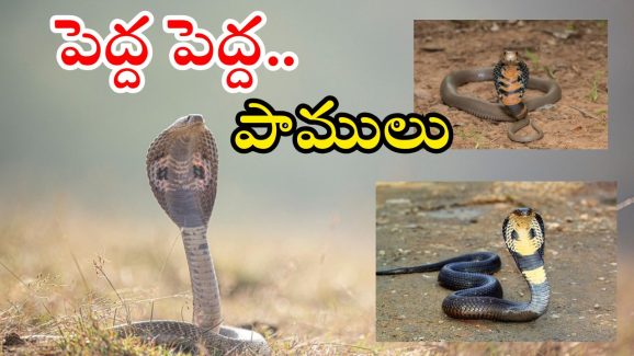 Snakes: వర్షాకాలం జాగ్రత్త.. పాములు ఇంట్లోకి రాకుండా ఉండాలంటే ఇలా చేయండి..