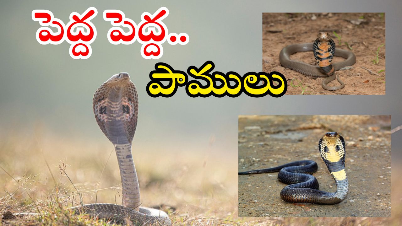 Snakes: వర్షాకాలం జాగ్రత్త.. పాములు ఇంట్లోకి రాకుండా ఉండాలంటే ఇలా చేయండి..