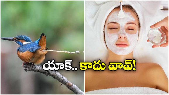 Strangest Beauty Tip: పిట్ట రెట్టతో ఫేషియల్.. సెలబ్రిటీల సీక్రెట్ బ్యూటీ టిప్!