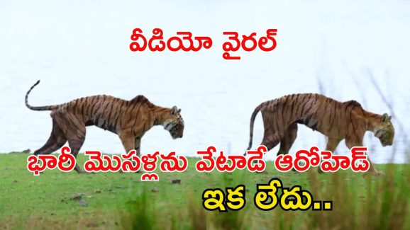 Arrowhead Tiger: అడవినే దడపుట్టించిన ఆరోహెడ్ టైగర్ ఇక లేదు.. చివరి వీడియో వైరల్