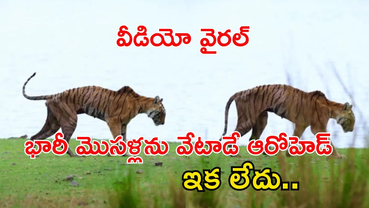 Arrowhead Tiger: అడవినే దడపుట్టించిన ఆరోహెడ్ టైగర్ ఇక లేదు.. చివరి వీడియో వైరల్