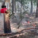 Tirumala Fire Accident: తిరుమల అడవుల్లో అగ్నిప్రమాదం.. 100 మీటర్ల మేర?