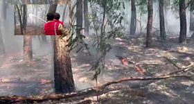 Tirumala Fire Accident: తిరుమల అడవుల్లో అగ్నిప్రమాదం.. 100 మీటర్ల మేర?