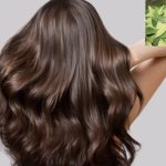Homemade Hair Oil: టాప్ సీక్రెట్.. జుట్టు పెరగడానికి ఈ ఒక్క ఆయిల్ వాడితే చాలు