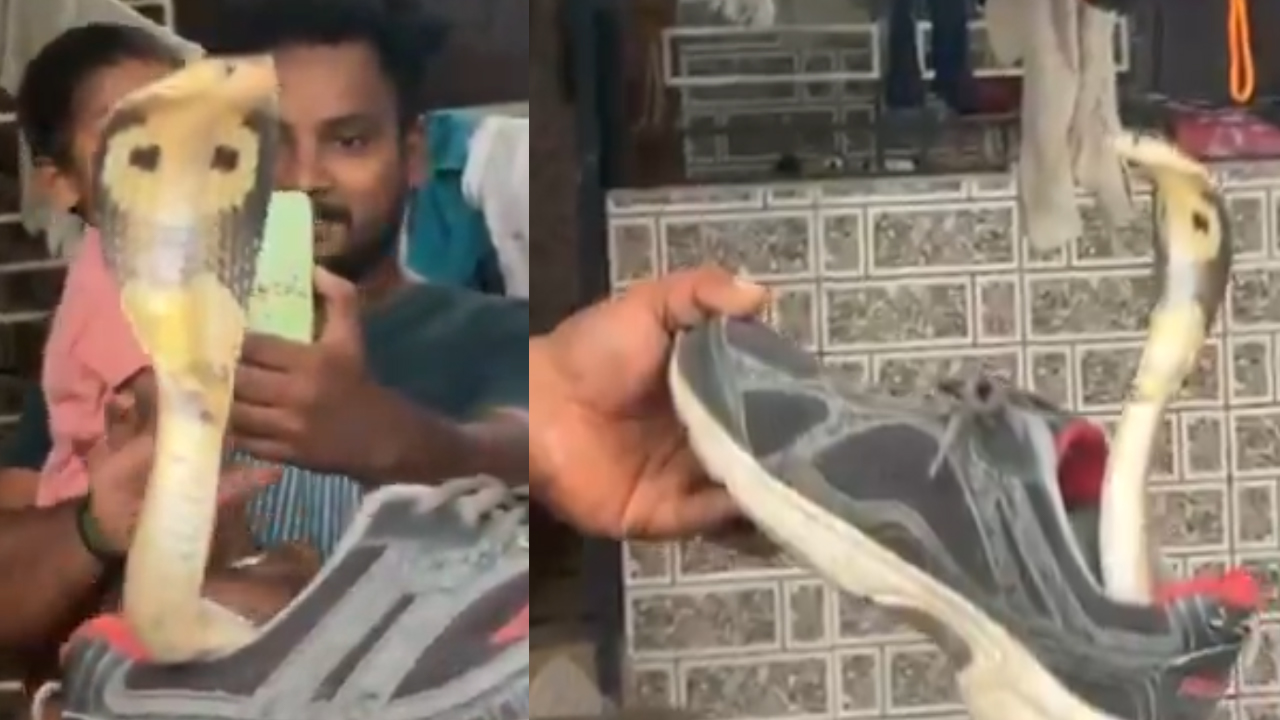 Snake In Shoe: షూలో పాము.. బయటకొచ్చి ఒకటే డ్యాన్స్, ఇదిగో వీడియో