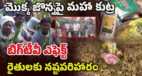 Mulugu District: బిగ్ టీవీ ఎఫెక్ట్.. జన్యు మార్పిడి విత్తనాల బాధితులకు.. నష్ట పరిహారం