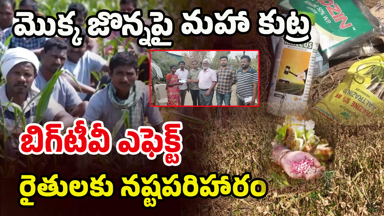 Mulugu District: బిగ్ టీవీ ఎఫెక్ట్.. జన్యు మార్పిడి విత్తనాల బాధితులకు.. నష్ట పరిహారం