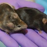Fertile Mice: తల్లి లేకుండా బిడ్డను కనేయొచ్చా? ఇవిగో ఈ రెండు మగ ఎలుకలకు పుట్టిన బిడ్డే సాక్ష్యం