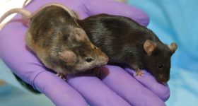 Fertile Mice: తల్లి లేకుండా బిడ్డను కనేయొచ్చా? ఇవిగో ఈ రెండు మగ ఎలుకలకు పుట్టిన బిడ్డే సాక్ష్యం