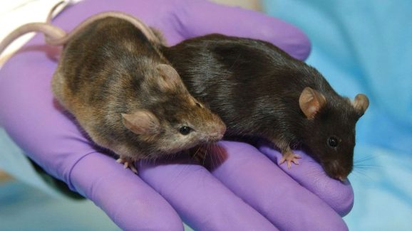 Fertile Mice: తల్లి లేకుండా బిడ్డను కనేయొచ్చా? ఇవిగో ఈ రెండు మగ ఎలుకలకు పుట్టిన బిడ్డే సాక్ష్యం