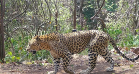 Leopard In Tirumala: శ్రీవారి మెట్టు వద్ద చిరుత సంచారం.. టీటీడీ అధికారులు ఏమన్నారంటే..?