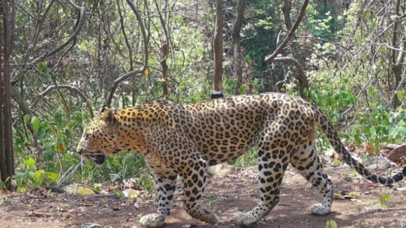 Leopard In Tirumala: శ్రీవారి మెట్టు వద్ద చిరుత సంచారం.. టీటీడీ అధికారులు ఏమన్నారంటే..?