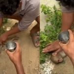 Viral Video : కోతికి కరెంట్ షాక్.. CPR చేస్తే.. కాసేపటికే…