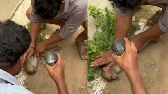 Viral Video : కోతికి కరెంట్ షాక్.. CPR చేస్తే.. కాసేపటికే…