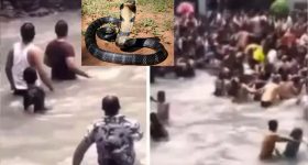Viral Video : పిక్నిక్ స్పాట్‌లో పెద్ద పాము.. పర్యాటకులు ఫసక్
