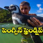 Penguin Viral News: ఏటా 5 వేల మైళ్లు ప్రయాణం చేసి మరీ అతడిని కలుస్తున్న పెంగ్విన్.. ఎందుకంటే?