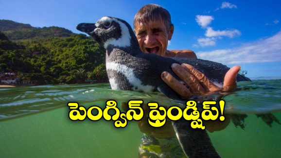 Penguin Viral News: ఏటా 5 వేల మైళ్లు ప్రయాణం చేసి మరీ అతడిని కలుస్తున్న పెంగ్విన్.. ఎందుకంటే?