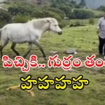 Watch Video: గుర్రం దగ్గర గెంతులా? వెనక్కి తిరిగి మరీ తన్నిందిగా.. ఈ వీడియో చూస్తే నవ్వు ఆగదు